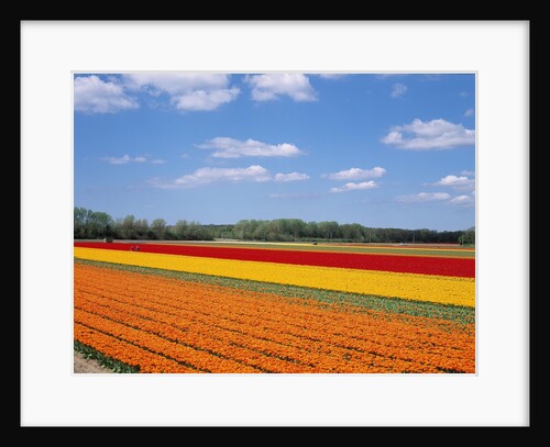 Tulipfields by Anonymous
