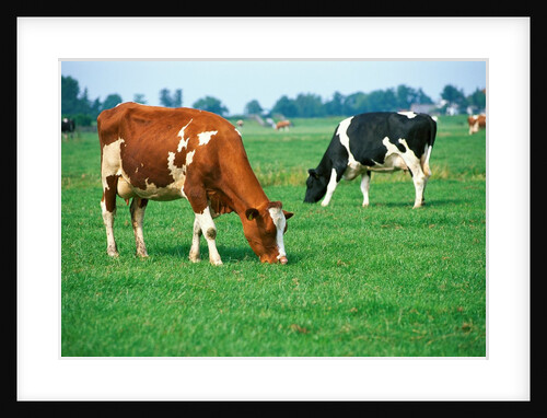 Cows on pasture by Anonymous