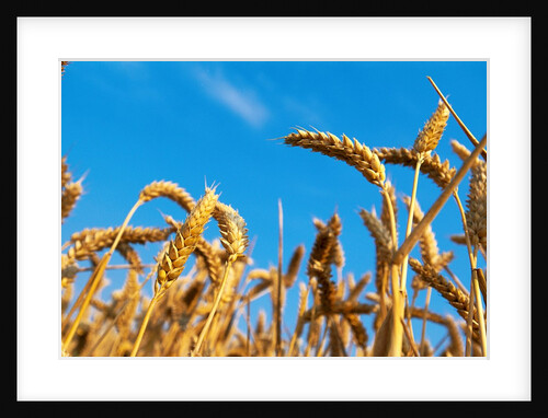 Cornfield by Anonymous