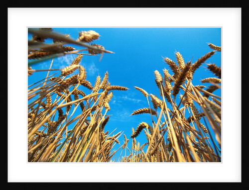 Cornfield by Anonymous