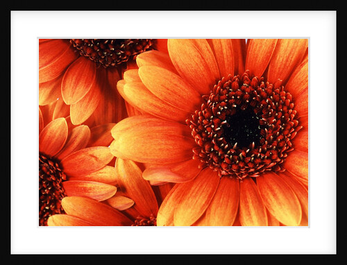 Sunflowers by Anonymous