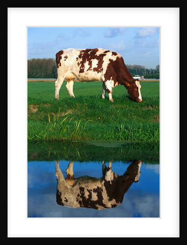Cow grazing by Anonymous
