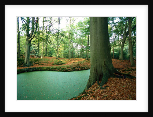 Lake in a wood by Anonymous