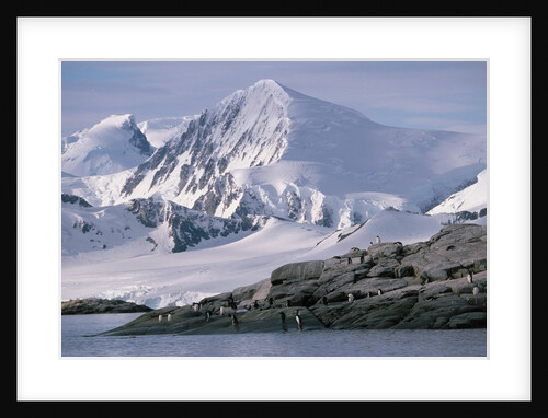 Antarctic, gentoo penguins by Anonymous