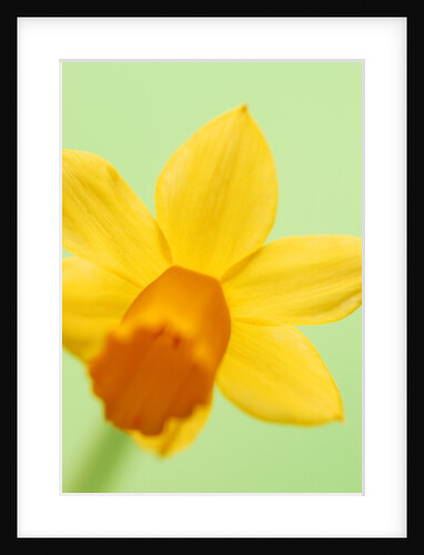 Yellow daffodil by Anonymous
