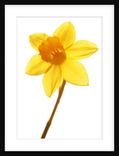 Yellow daffodil by Anonymous