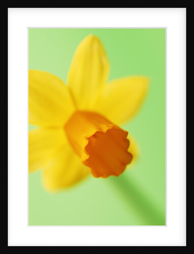 Yellow daffodil by Anonymous