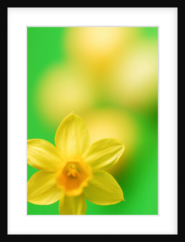 Yellow daffodil by Anonymous