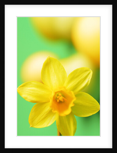 Yellow daffodil by Anonymous