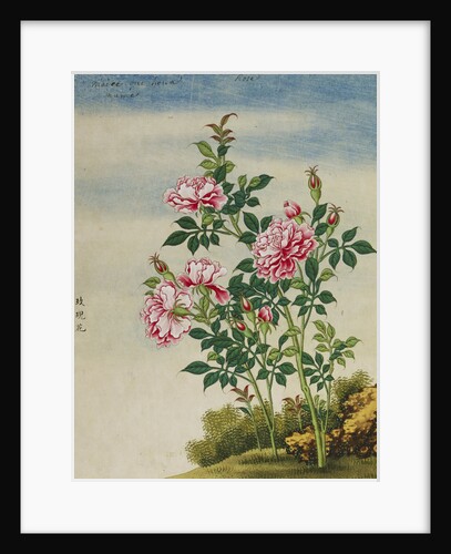 A Rose Chinese Watercolor by Anonymous