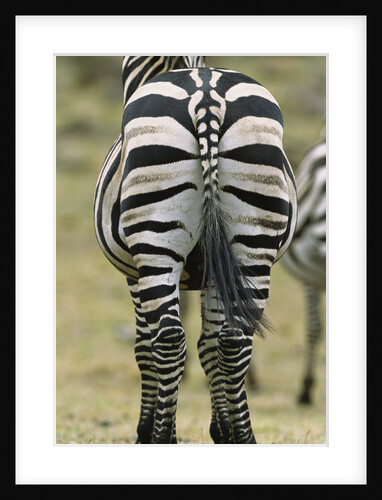 Zebra's Hindquarters by Anonymous