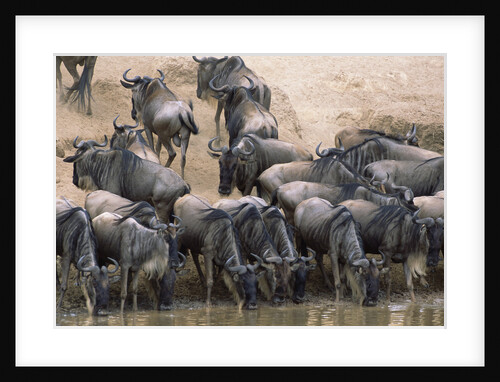 Wildebeest Drink from Mara River by Anonymous