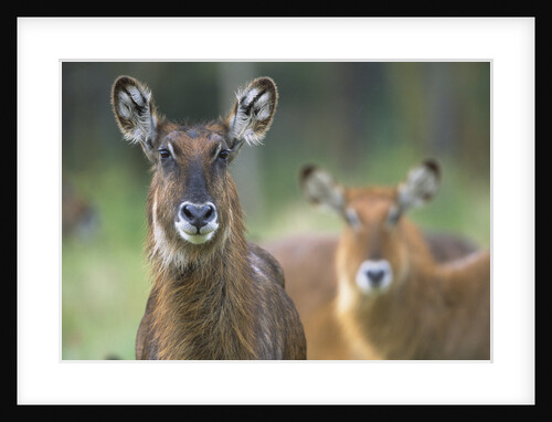 Curious Waterbucks by Anonymous