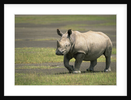 White Rhinoceros Walking by Anonymous