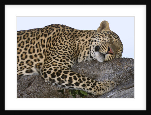 Leopard Asleep on Branch by Anonymous