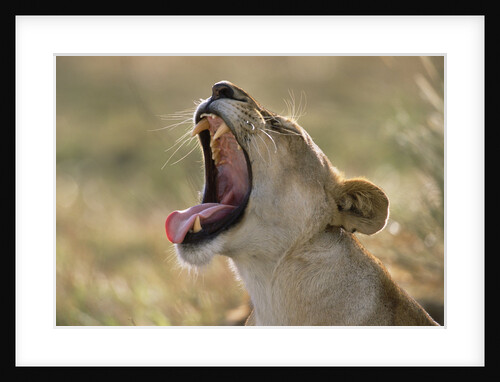 Lioness Yawning by Anonymous