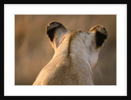 Back of Lioness' Head by Anonymous