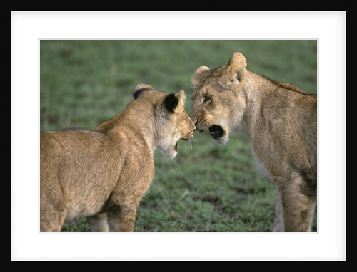 Lion Cubs by Anonymous