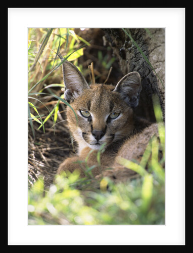 Caracal Resting by Anonymous