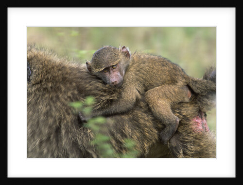 Baboon Baby on Mother's Back by Anonymous