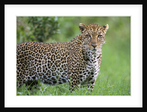 Leopard Watching, Lake Nakuru in Kenya by Anonymous