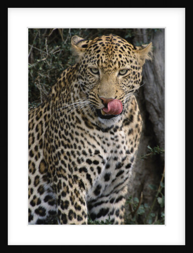 Leopard Licking Lips by Anonymous