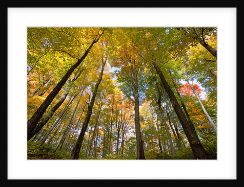 Sugar Maples in Fall in Vermont by Anonymous