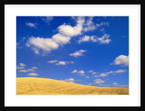 Cumulus Clouds and Wheat Fields in Fall, Washington by Anonymous
