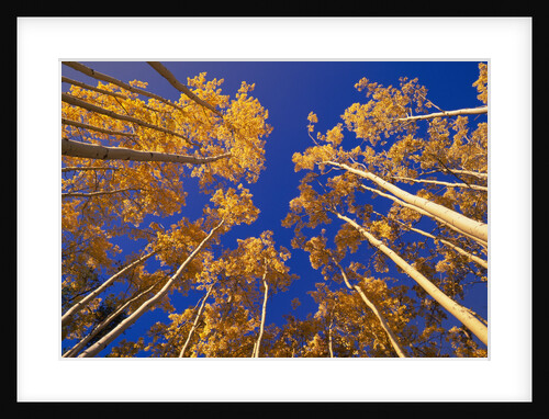 Quaking Aspen Trees in Fall, Yukon, Canada by Anonymous