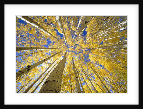 Quaking Aspen Grove in Fall, Colorado by Anonymous