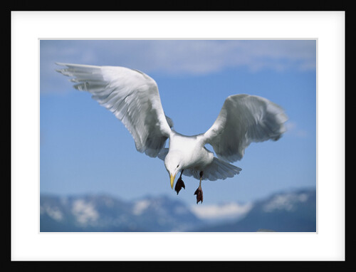 Glaucous Winged Seagull in Alaska by Anonymous