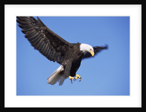 Bald Eagle in Flight, Alaska by Anonymous