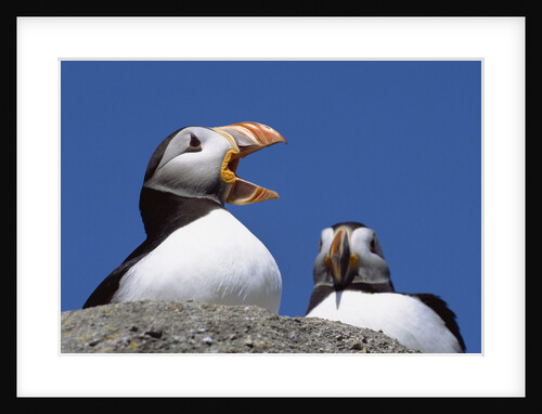 Atlantic Puffins, One Gaping, Newfoundland, Canada by Anonymous