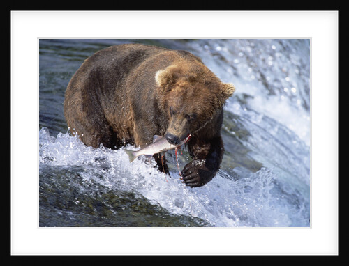 Brown (Grizzly) Bear Catching Fish in Alaska by Anonymous