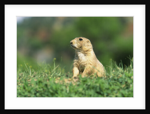 Black-Tailed Prairie Dog in Wyoming by Anonymous