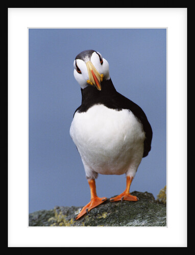 Horned Puffin, Alert, Alaska by Anonymous