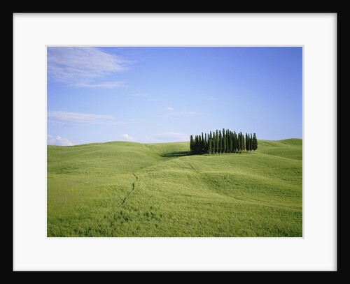 Cypresses on a meadow in the Tuscany by Anonymous