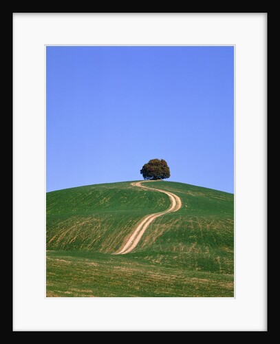 Oak tree on a field in the Tuscany by Anonymous