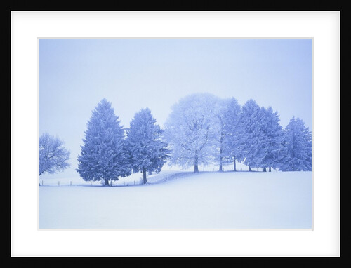 Trees in snow-covered landscape in winter by Anonymous