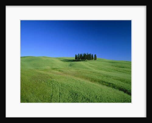 Cypresses on a field in the Tuscany by Anonymous