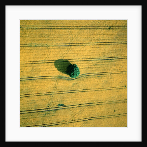 Aerial shot of a rape field and tree by Anonymous