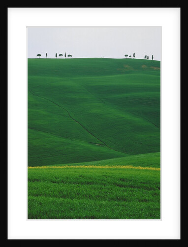 Meadows and cypresse in the Tuscany by Anonymous