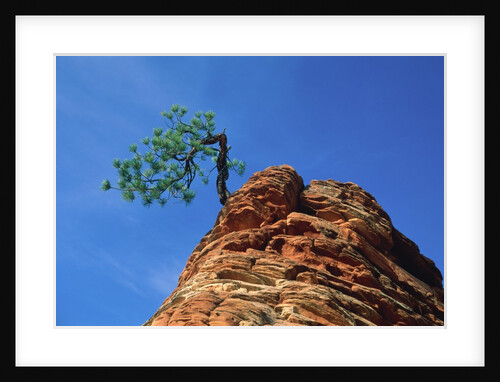 Tree on cliff, Zion National Park, Utah, USA by Anonymous
