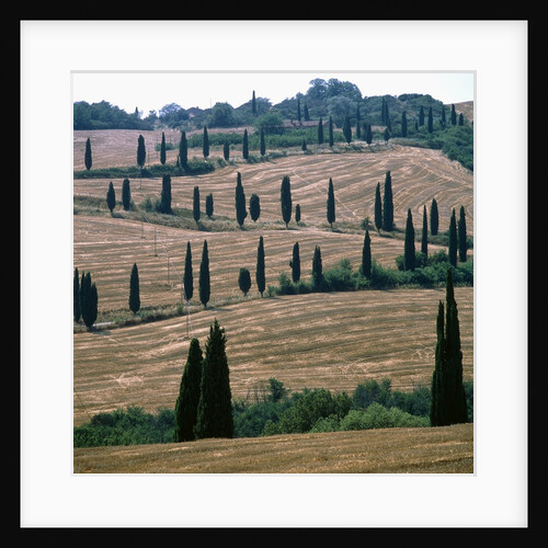 Cypresses and stubble fields in the Tuscany by Anonymous