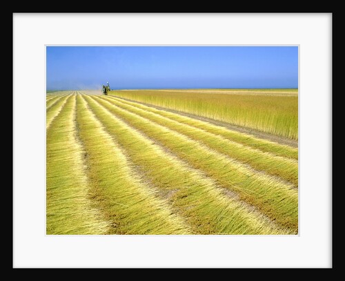 Harvesting machine on a flax field in Normandy (France) by Anonymous