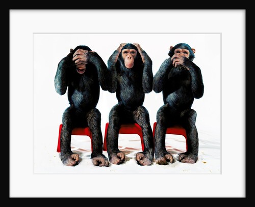 Three chimpanzees by Anonymous