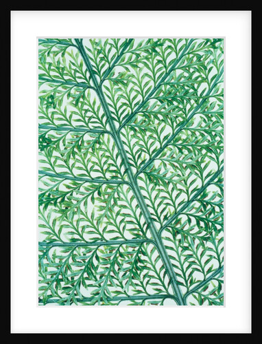 Fern leaf vein by Anonymous