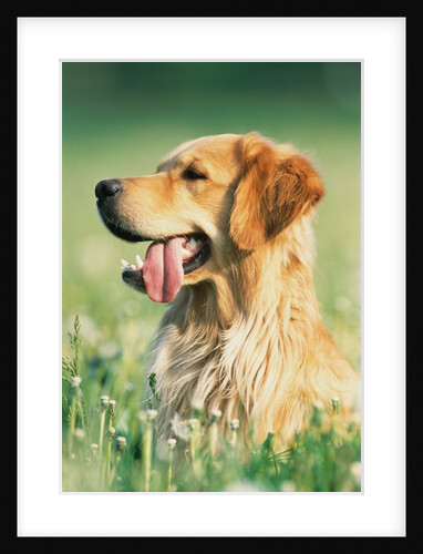 Golden Retriever by Anonymous