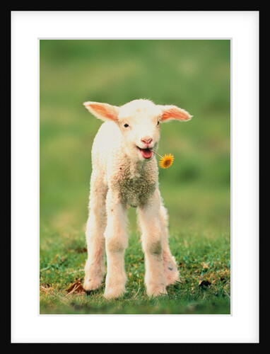 Lamb holding dandelion in mouth by Anonymous
