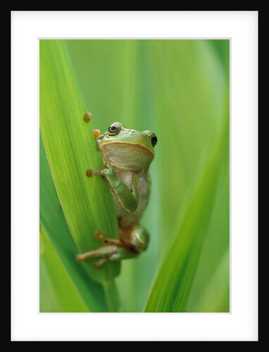 Tree Frog by Anonymous